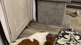 20-Year-Old Cat Is Not Stopped by ANY Door