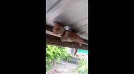 Cute kitten stuck in wooden roof rafters