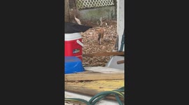 Orange Cat Keeps Wanting to Gift Me This Snake