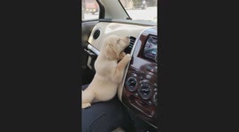 Puppy Demands Air Conditioning