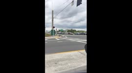 Crocodile Following Traffic Laws