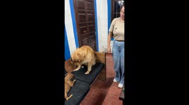 Golden Retriever Enlists Help to Retrieve Stolen Bone