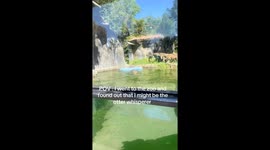 “Mr. otter!”—TikToker accidentally discovers she speaks fluent otter