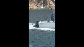Sea Lion Acting Casual