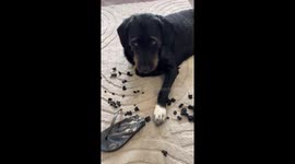 Dog Chews Up Favorite Flip Flops
