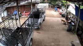 Terrified pet dogs flee as Chiang Mai earthquake shakes home