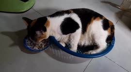 Oh! this cat is so lazy that he can't sit down to eat, he just lies on the basket to eat
