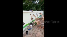 Artist's lifelike goose mural stuns flock of geese who stop and interact with artwork