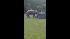 Wild elephant gives campers a scary wakeup call by attacking their tents