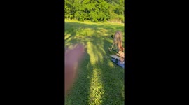 Cow tramples through friends picnic and helps itself to food