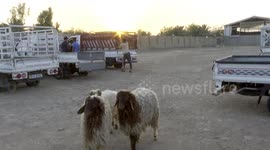 Iraq: Baghdad livestock markets bustle ahead of Eid al-Adha