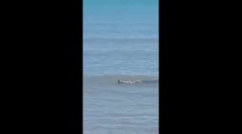 Crocodile seen swimming along beach in Indonesia