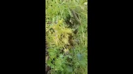 Farmer survives python attack by fighting off reptile with a machete