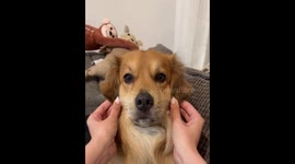 Owner mimics animal shapes using dog's ears in Netherlands