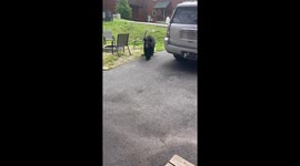Two bears caught entering car in Gatlinburg, Tennessee, USA