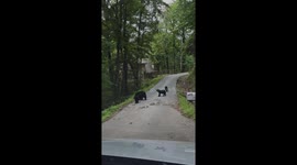 Bear cub opens car door and climbs cabin fence in Gatlinburg, Tennessee, USA