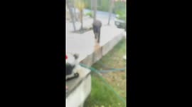Cat hisses at standing bear, scares it away in Arteaga, Coahuila, Mexico