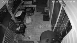 Bear caught sniffing outside house door in Chatsworth, Georgia, USA