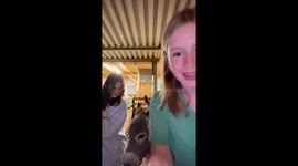 Donkey bites woman’s sleeve inside shelter in Styria, Austria