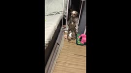 Brown dog playfully teases white dog in Caloocan, Philippines