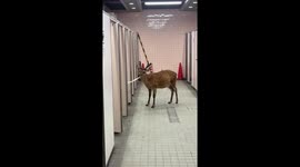 Deer caught chewing toilet rolls in restroom in Nara, Japan