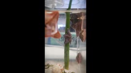 Starfish spins on stem like pole dancer in Shanghai, China