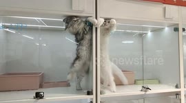 Cats touch paws through glass door in playful moment in Shanghai, China