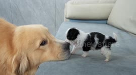 Puppy plays then naps on golden retriever in Hebei, China