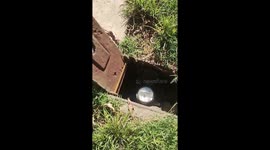 Huge spider crawls out of water meter box in Rivera, Argentina