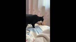 Cat accidentally pushes kitten off bed while grooming in Hebei, China