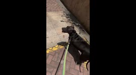 Dog hilariously fails wall climb attempt in Guangxi, China