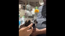 Owner uses clever meat trick to feed vegetables to dog in Imus, Cavite, Philippines