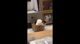 Fluffy cat falls through box and tries to play it cool in Fujian, China