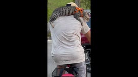 Cyclist rides with his two pet cats in Singapore