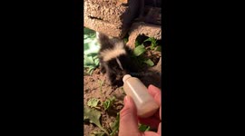 This baby skunk’s first bottle feed Is pure tenderness