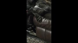 Giant Mastiff Loves His Massage