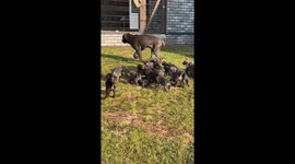Puppies Chasing After Dad