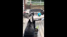 Silly Huskies Can't Reach Ball