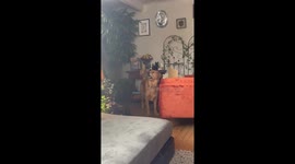 Golden Concerned About Coyote Skull Decor