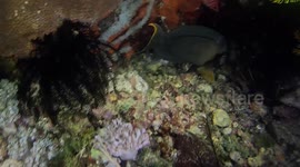 Eel Rips Fish Apart