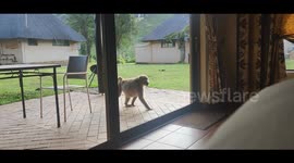 Chacma Baboon Tests Door Handle