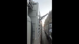 Elephant being transported steals sugarcanes from truck next door