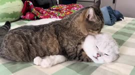 Two cats in melt hearts with mutual grooming