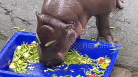 Moo Deng has grass stuck on face resembling eyebrows