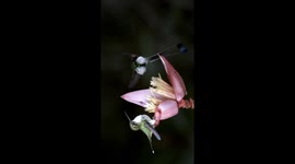 Booted Racket-Tails Sip Nectar