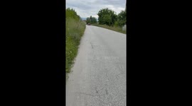 Kind Person Moves a Tortoise Off the Road