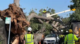 US: Giant tree collapses onto vehicles in San Mateo, California