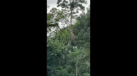 Monkey climbs across phone lines like an army assault course