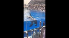 Whale splashes audience with its flippers at zoo in China