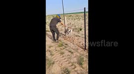 Border patrol rescue wild gazelle trapped in pasture fencing